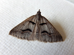 Dichromodes atrosignata