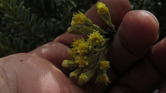 Monticalia ledifolia