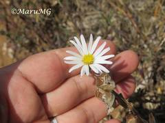 Symphyotrichum moranense