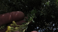 Monticalia ledifolia