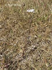 Symphyotrichum moranense
