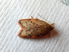 Oligoloba severa
