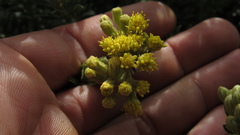 Monticalia ledifolia