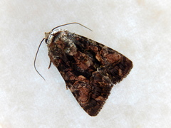 Aedia leucomelas