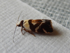 Eremnotypa steriphota