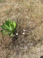 Symphyotrichum moranense