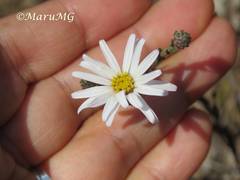 Symphyotrichum moranense