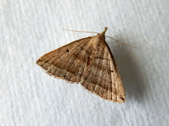 Lysimelia lenis