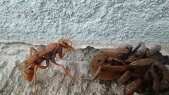 Tachypompilus mendozae