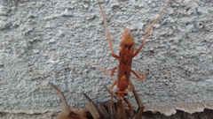 Tachypompilus mendozae