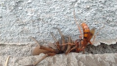 Tachypompilus mendozae