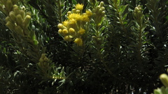 Monticalia ledifolia