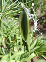 Agapanthus praecox