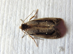 Machetis serpentigera