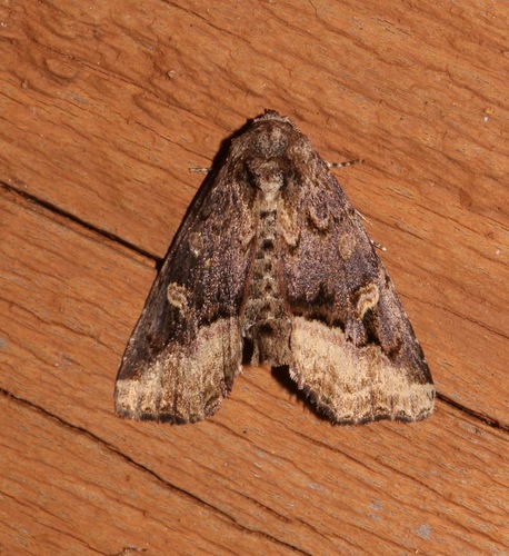 Homophoberia australis