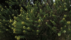 Monticalia ledifolia