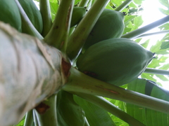 Carica papaya