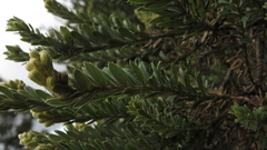 Monticalia ledifolia