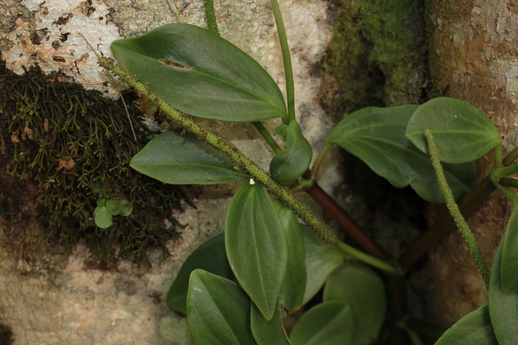 Peperomia san-joseana; photograph Jake Rehage, CC0, iNaturalist via GBIF