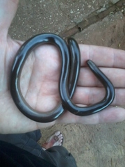 Typhlopidae