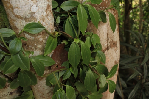 Peperomia san-joseana, photograph 1