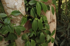 Jake Rehage, CC0, iNaturalist via GBIF Peperomia san-joseana, photograph Jake Rehage, CC0, iNaturalist via GBIF
