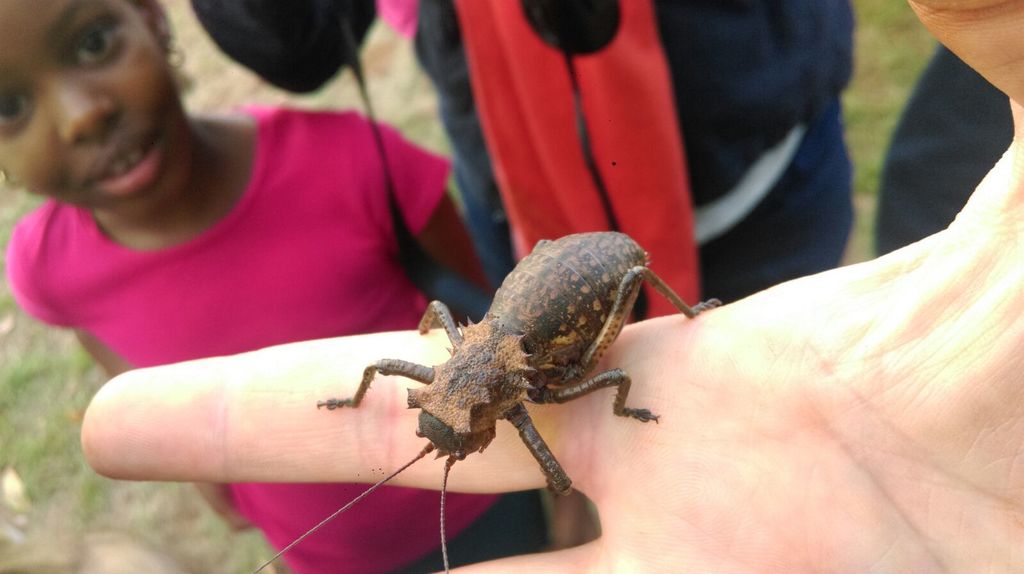 Enyaliopsis carolinus