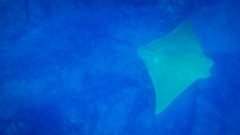 Rhinoptera steindachneri