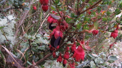 Brachyotum strigosum