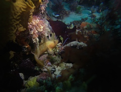 Cristiceps australis