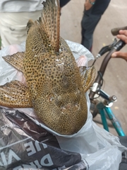 Hypostomus
