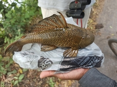 Hypostomus