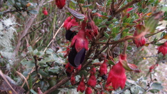 Brachyotum strigosum