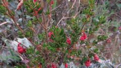 Brachyotum strigosum