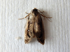 Machetis serpentigera