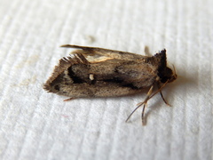Machetis serpentigera