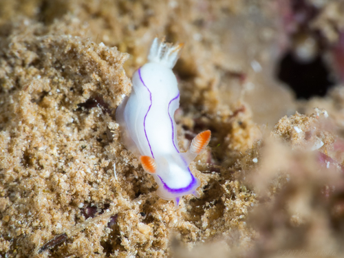 Thorunna daniellae (Kay & D.K.Young, 1969)