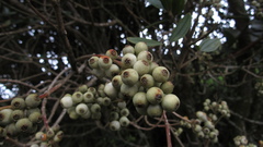 Miconia elaeoides