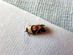 Eremnotypa steriphota