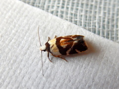Eremnotypa steriphota
