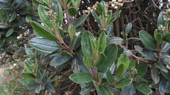 Miconia elaeoides