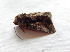 Aedia leucomelas
