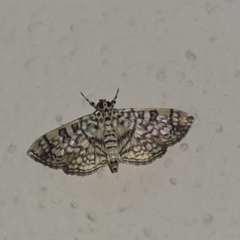 Haritalodes
