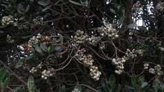 Miconia elaeoides