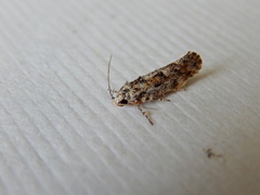 Lichenaula appropinquans