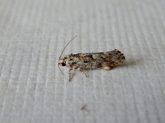 Lichenaula appropinquans