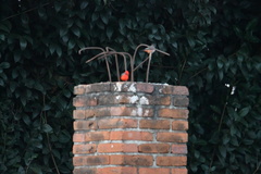 Pyrocephalus rubinus