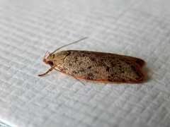 Oligoloba severa
