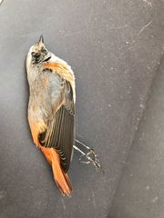 Phoenicurus phoenicurus