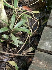 Thamnophis proximus rutiloris